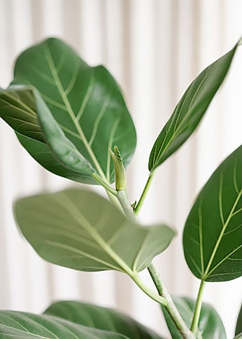 Green leaves of a plant.