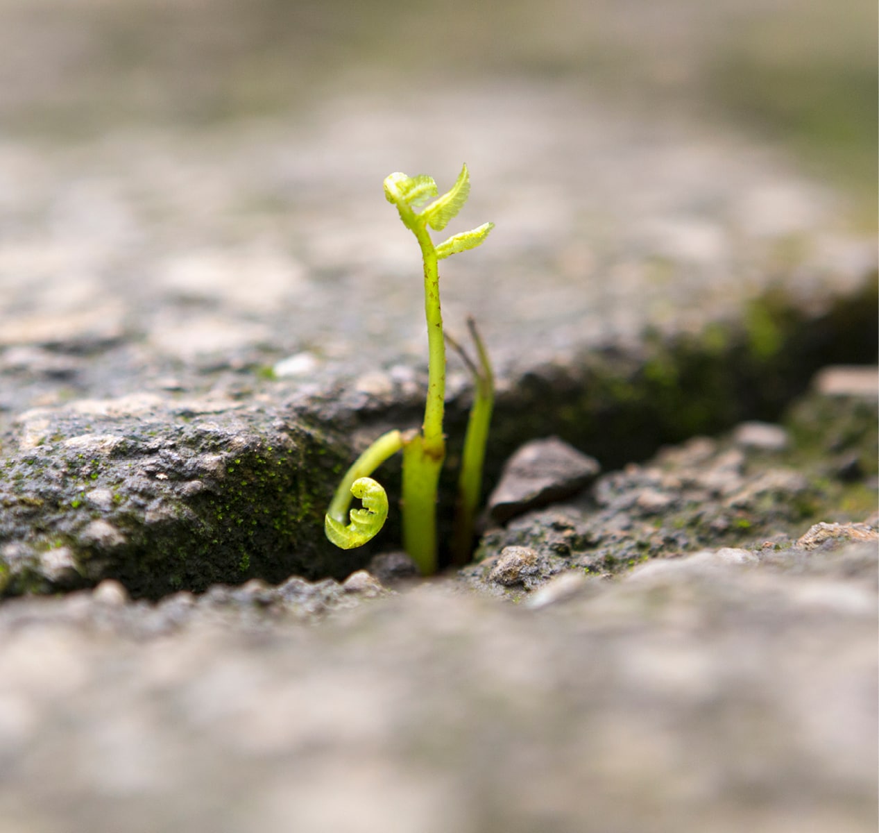 Young plant sprouting through a crack in the pavement