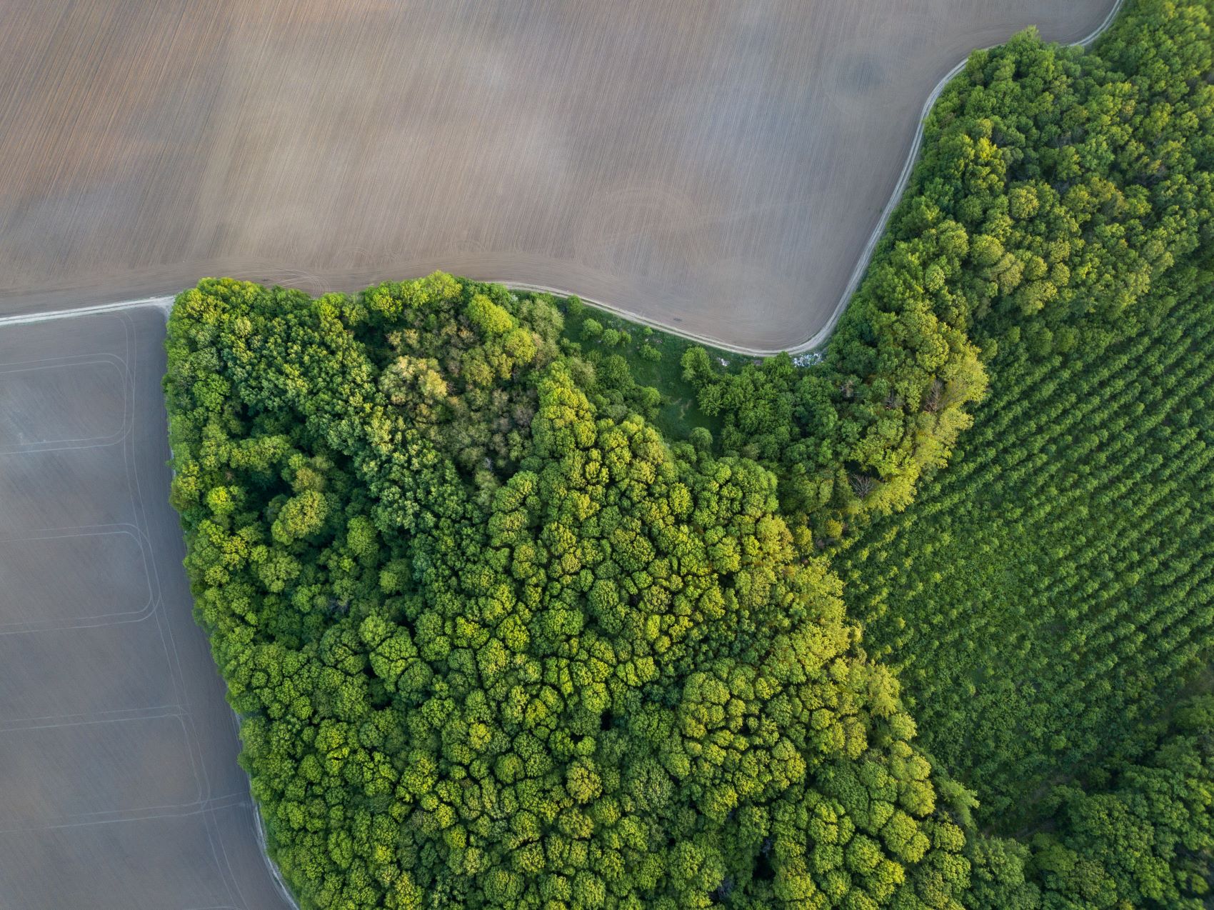 green trees curve around gray road