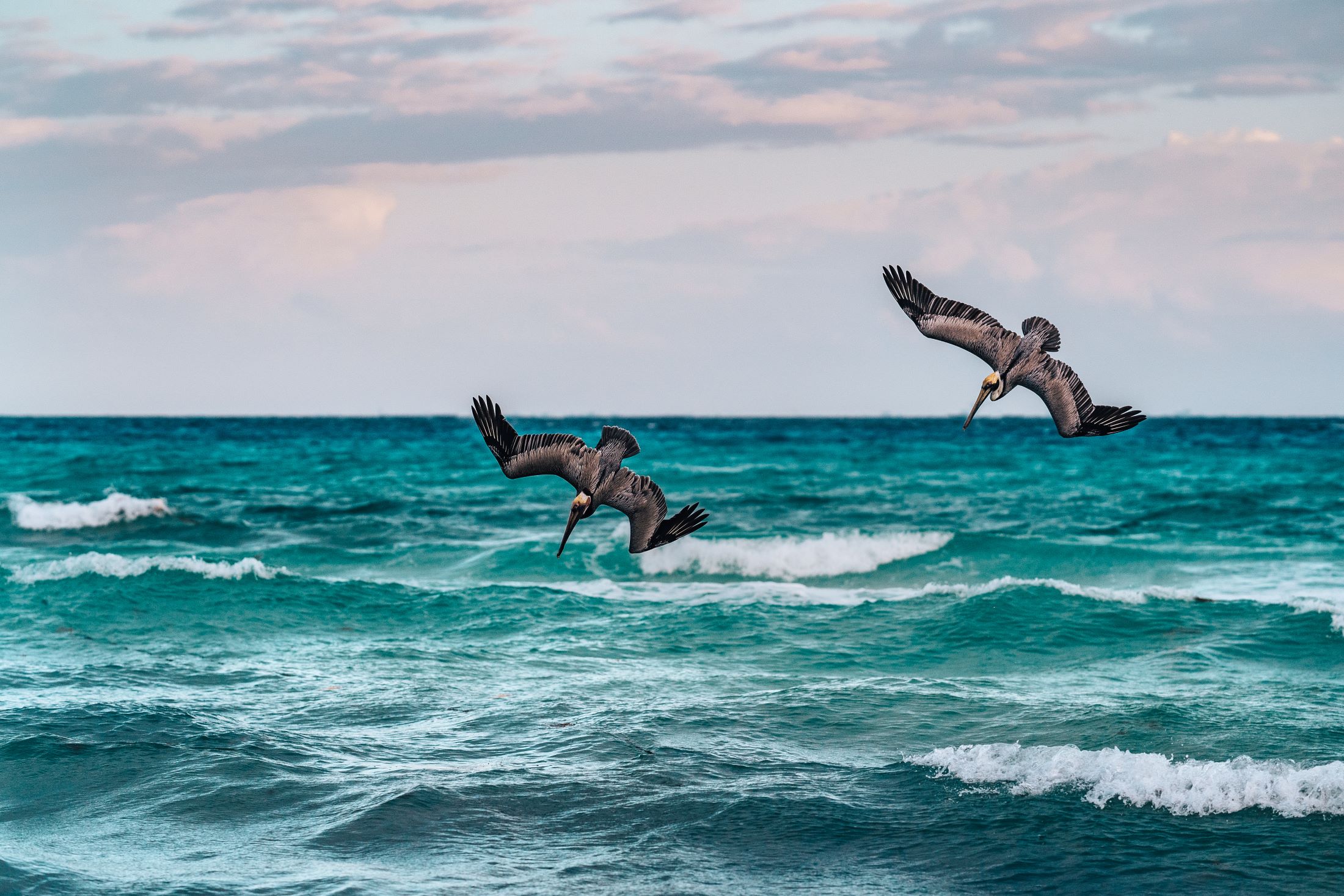 Two birds diving into the ocean