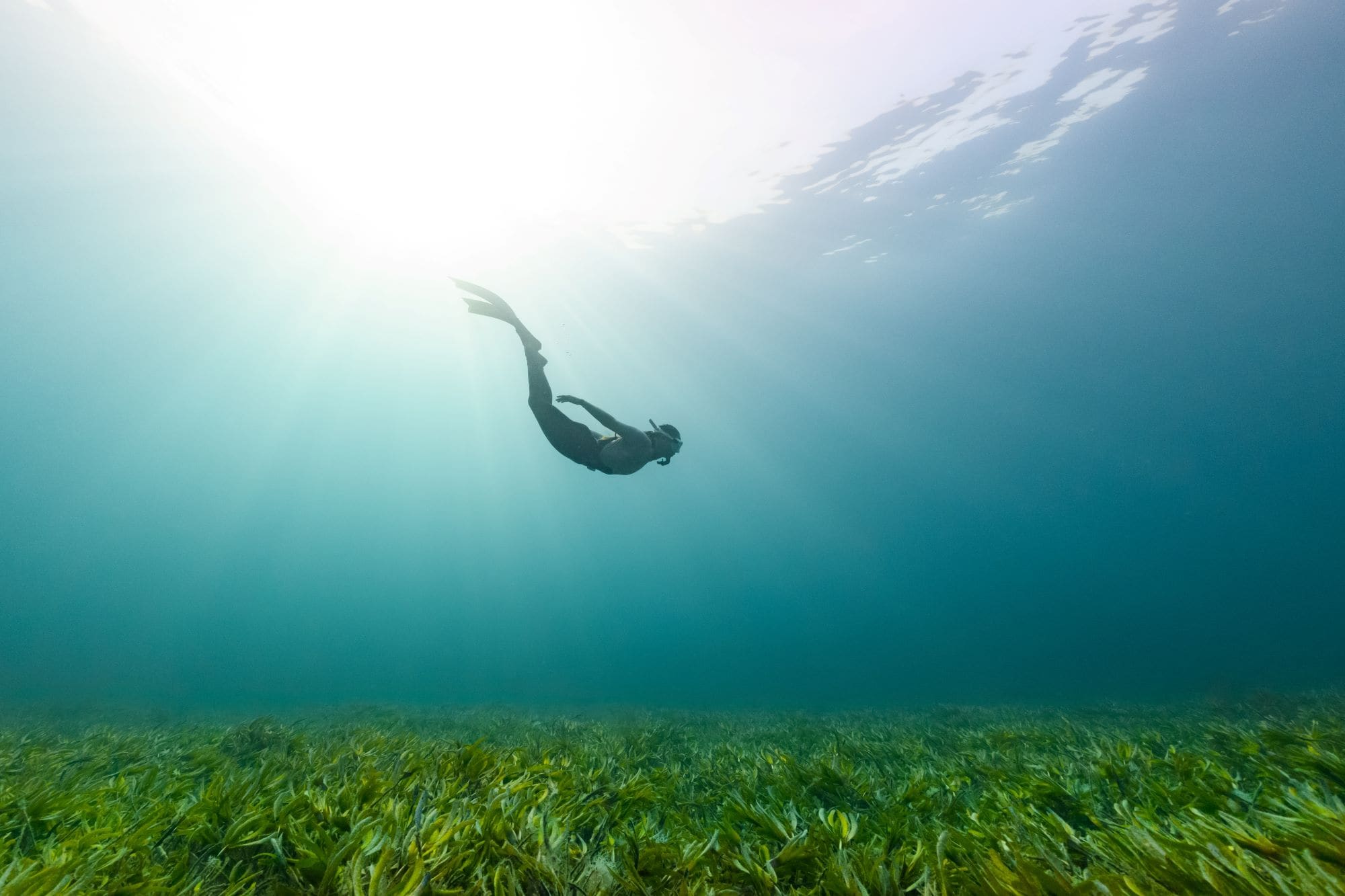 sunlit diver swims near green seaweed