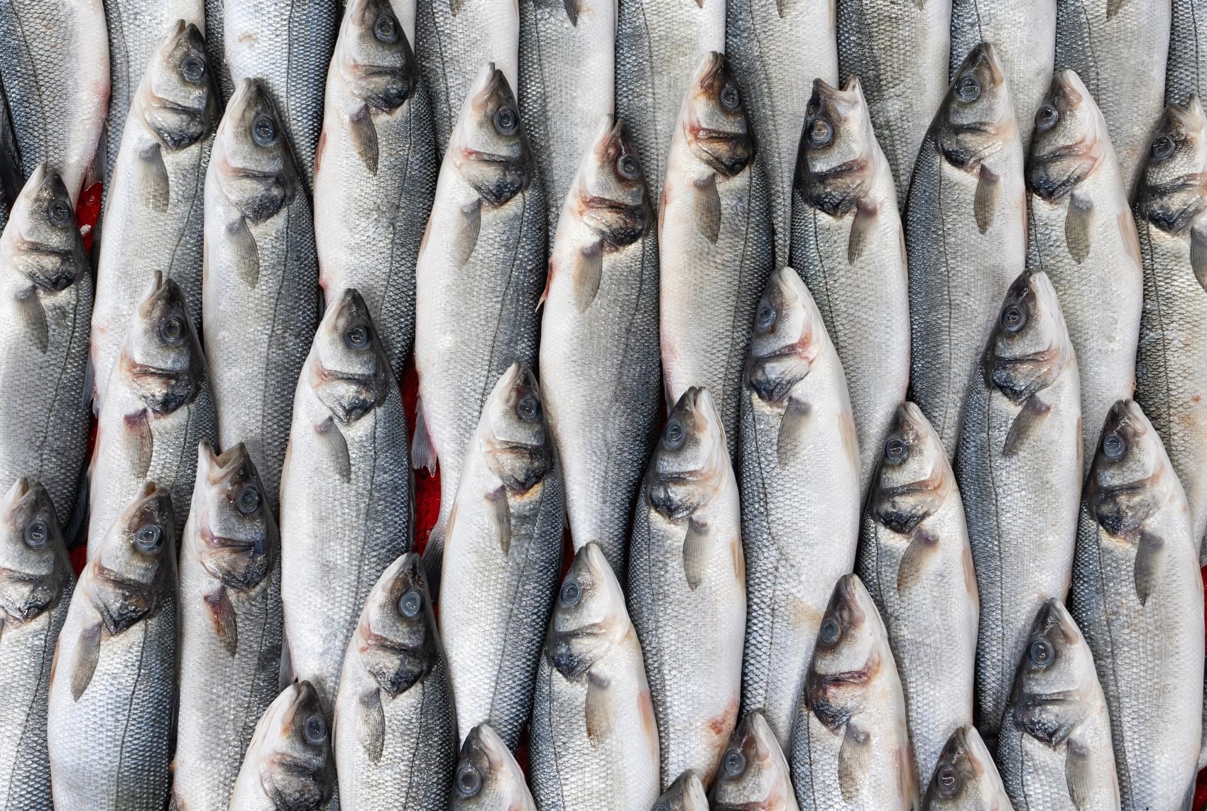 fish stacked on top of each other