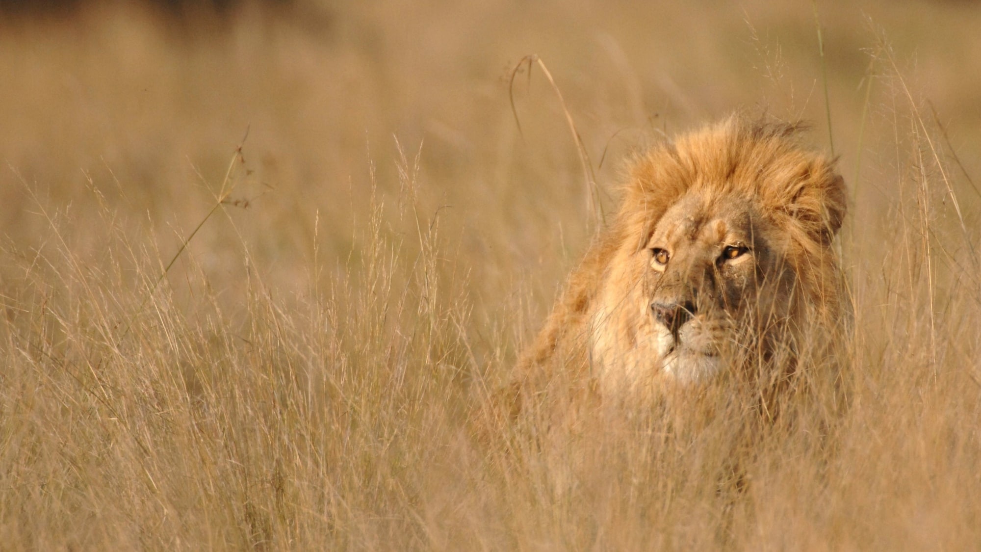 Lion watches closely hiding in tall golden grass