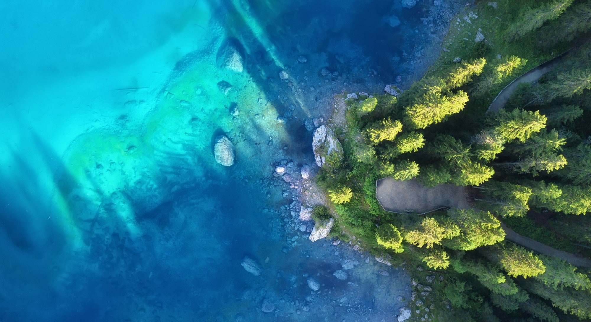 tall evergreens near crystal clear water