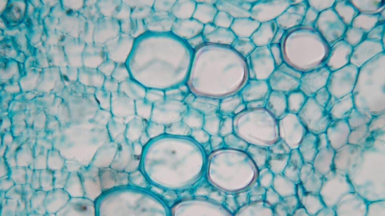 Are We in a Stock Market Bubble?