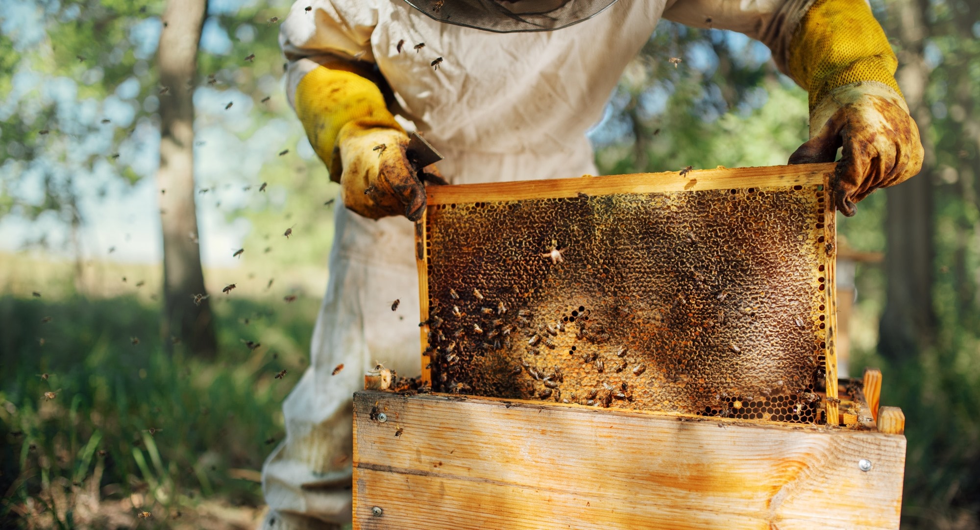 bees swarm beekeeper retrieving honey trays