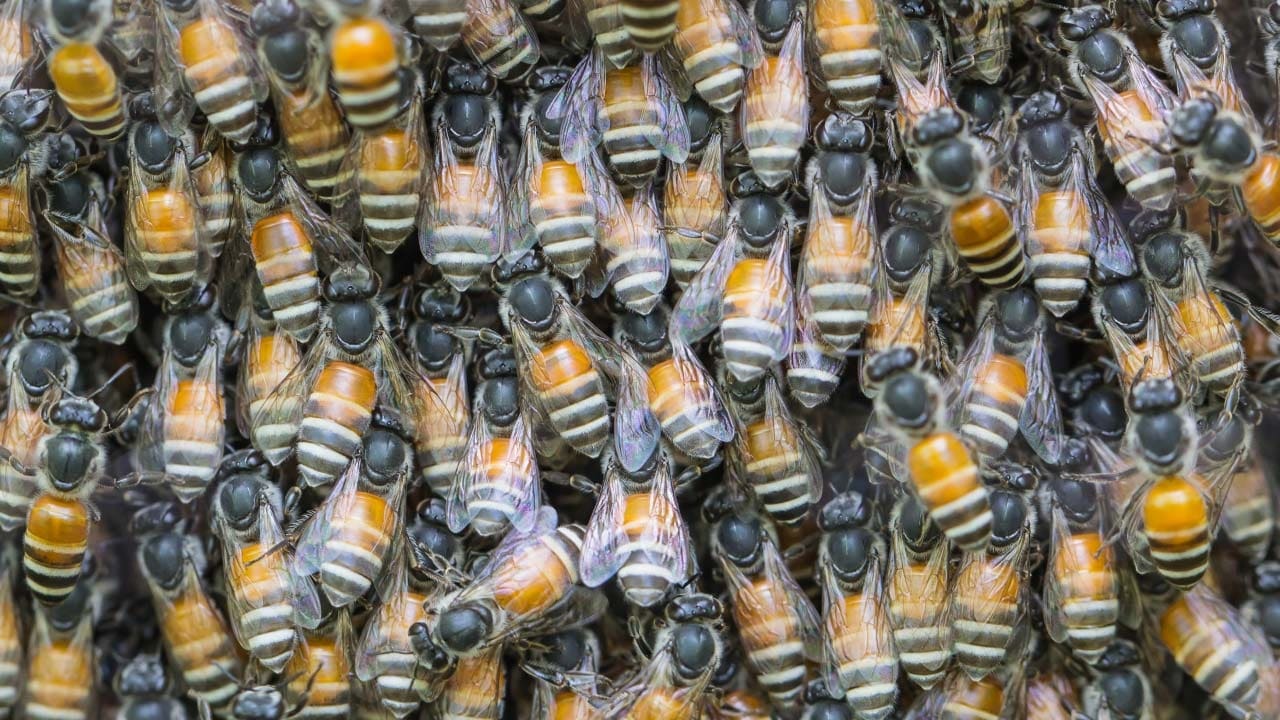 Bees hover in hive