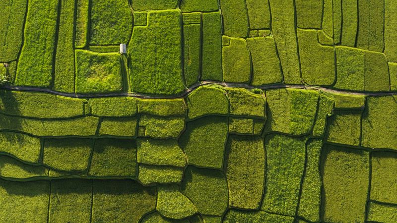 Rice fields