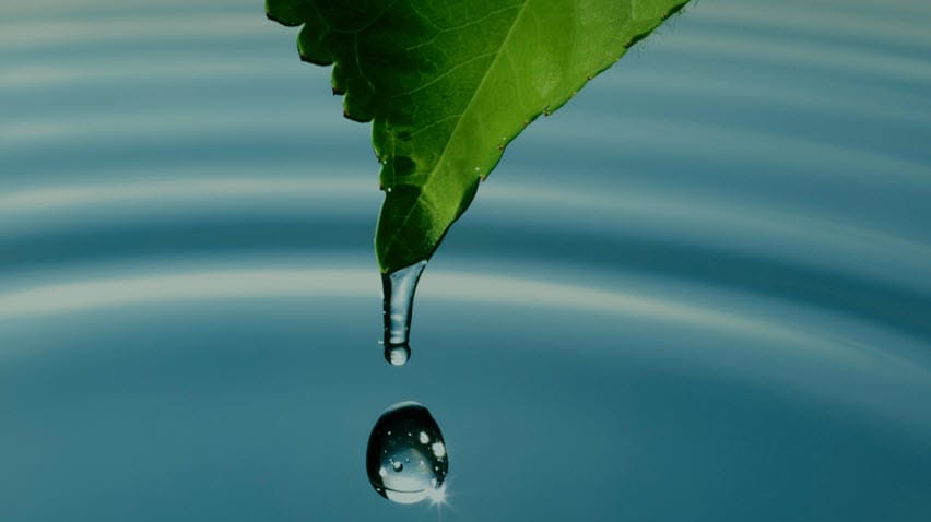 leaf in water