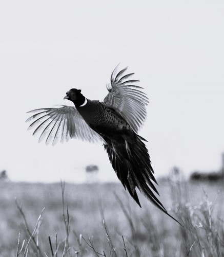 Navigate to Rising like the pheasant