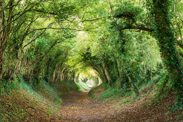 Tunnel of greenery in the woods.