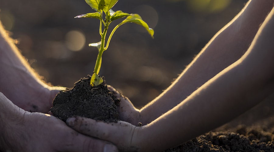 An adult and child holding a plant together